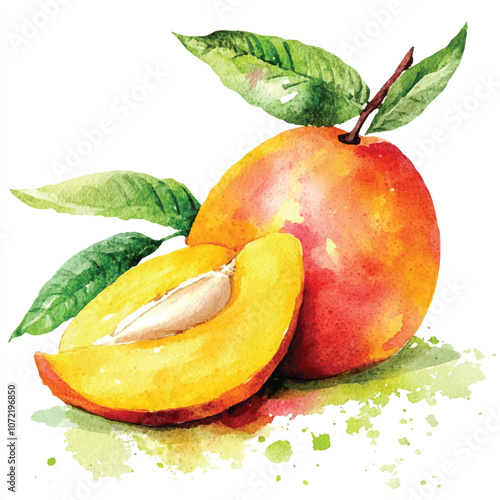  Mango fruit watercolor clipart illustration