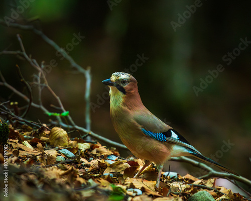 CREEK (Garrulus glandarius). It is an eminently forest bird that rarely lives outside the trees. It is abundant in both coniferous, hardwood and mixed forests. He is very withdrawn and surly and there
