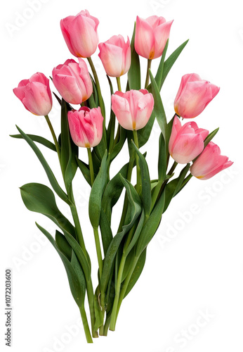 PNG Pink tulips on white background