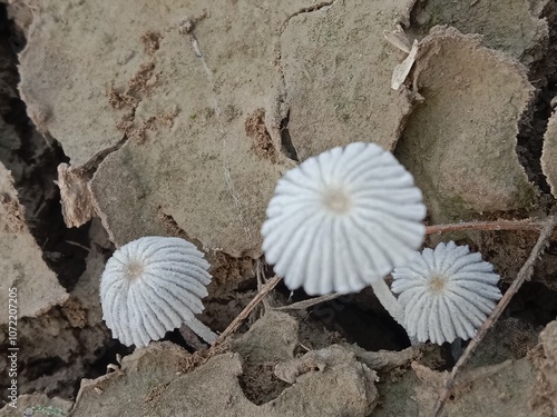 narcissea mushroom body pattern or narcissea fungus or fungi  photo