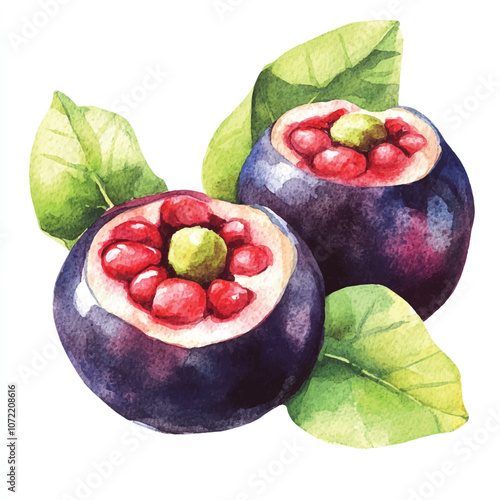 Mangosteen fruit watercolor clipart illustration