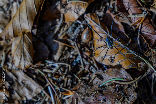 Ein Weberknecht auf dem herbstlichen Waldboden photo