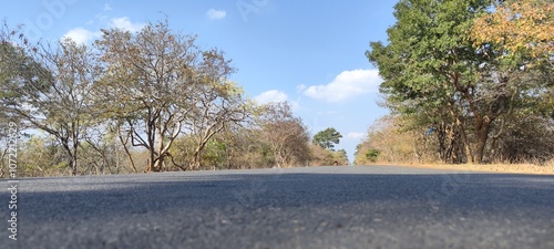 landscape with trees