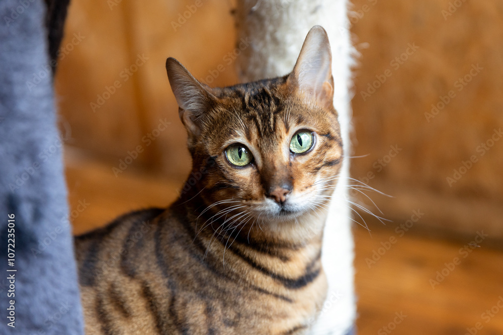 Inside portrait of curious Bengal Cat. The tameness of a domestic tabby and the beauty of an Asian Leopard Cat. Cat with dark markings around the eyes and the ears, coats have a unique, plush feel. Inside portrait of curious Bengal Cat. The tameness of a domestic tabby and the beauty of an Asian Leopard Cat. Cat with dark markings around the eyes and the ears, coats have a unique, plush feel.