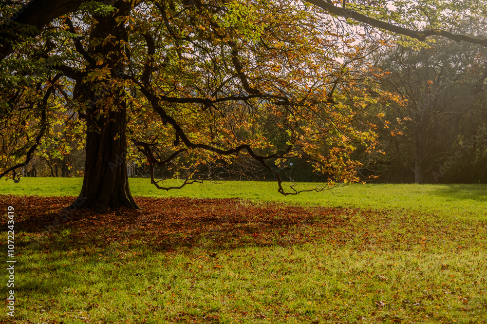 Schöner Park mit großen Bäumen im Herbst Schöner Park mit großen Bäumen im Herbst