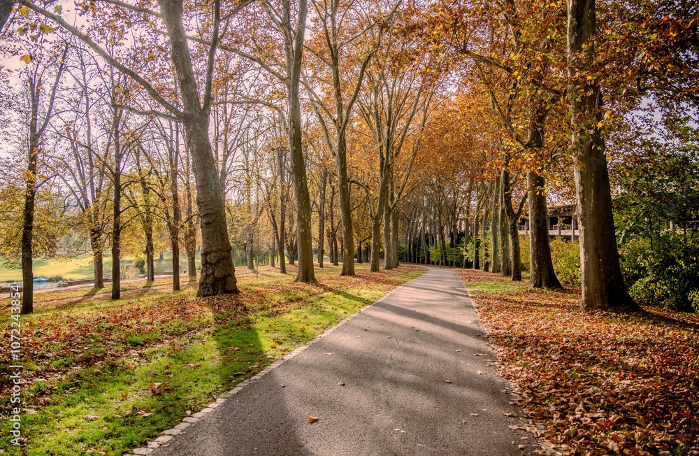 Naklejka premium Herbstliche Baumallee eines Parks