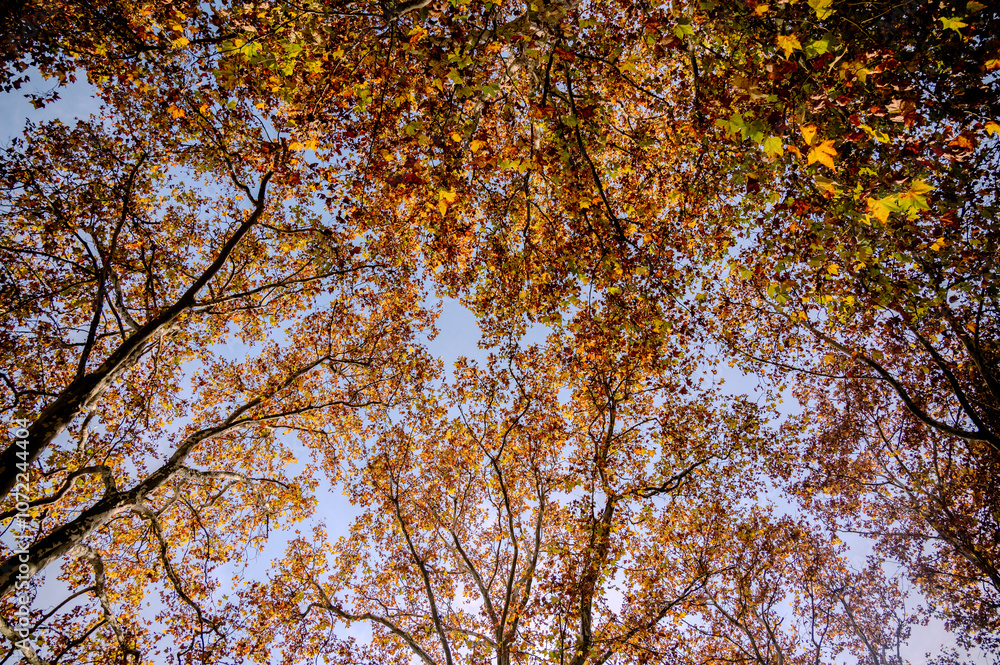 Herbstlich gefärbte Blätter an einer Baumkrone Herbstlich gefärbte Blätter an einer Baumkrone