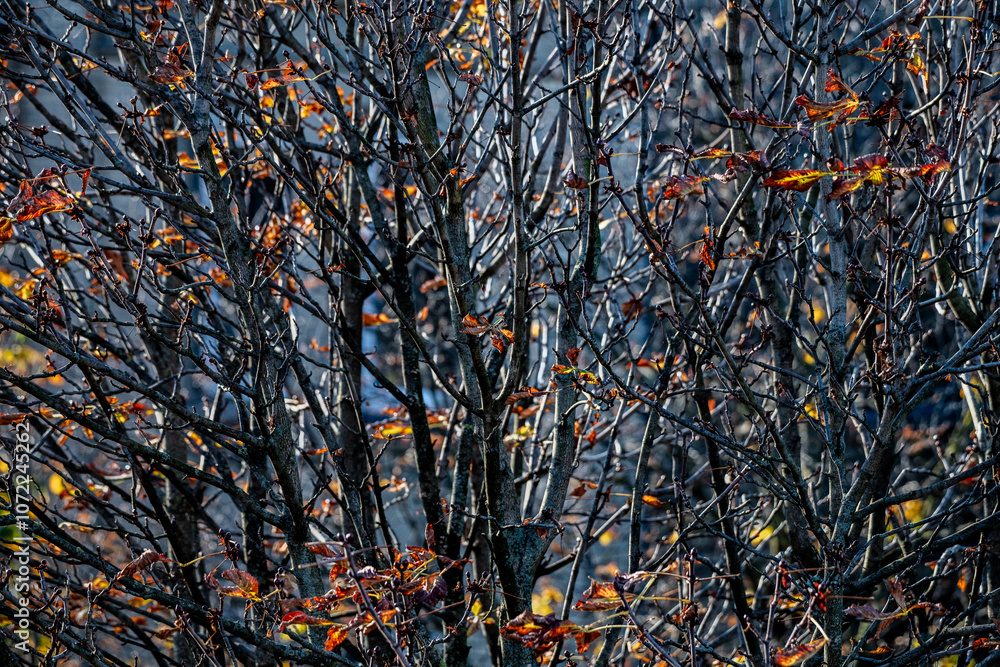 Äste und Zweige mit herbstlich gefärbten Blättern Äste und Zweige mit herbstlich gefärbten Blättern