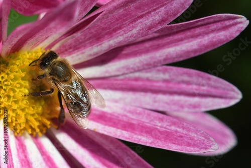 Fotografie abeille sur fleur de chrysanthème 3