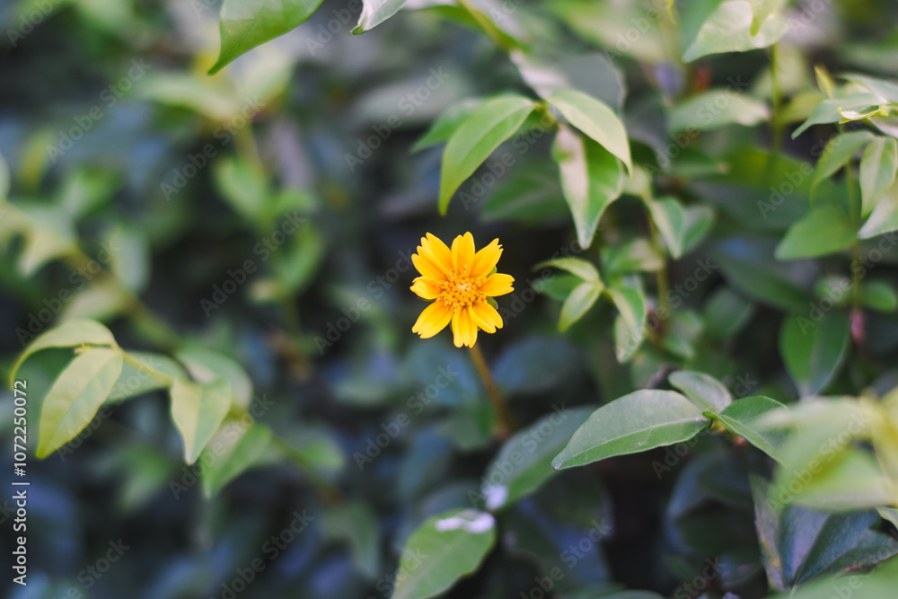 A single yellow flower is in focus. The flower has multiple petals and a small inflorescence in the center. The background is blurred, making the flower the main subject. A single yellow flower is in focus. The flower has multiple petals and a small inflorescence in the center. The background is blurred, making the flower the main subject.