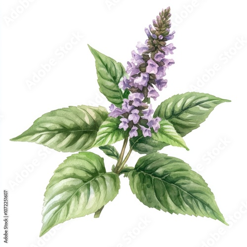 Hand-Drawn Watercolor Patchouli Herb and Green Leaf Illustration for Aromatherapy and Herbal Medicine