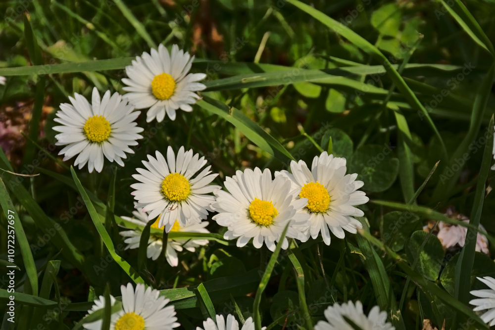 Daisy flowers in the grass, closeup. bellis perenis Daisy flowers in the grass, closeup. bellis perenis