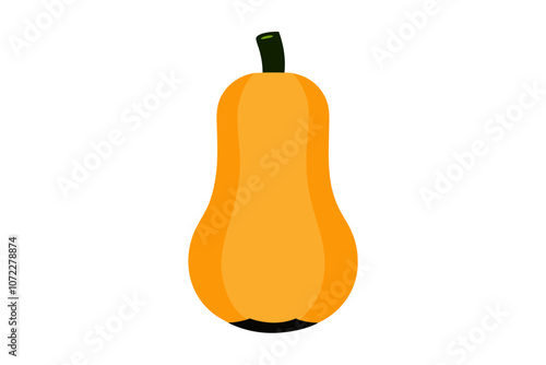  Butternut squash fruit vector illustration 
