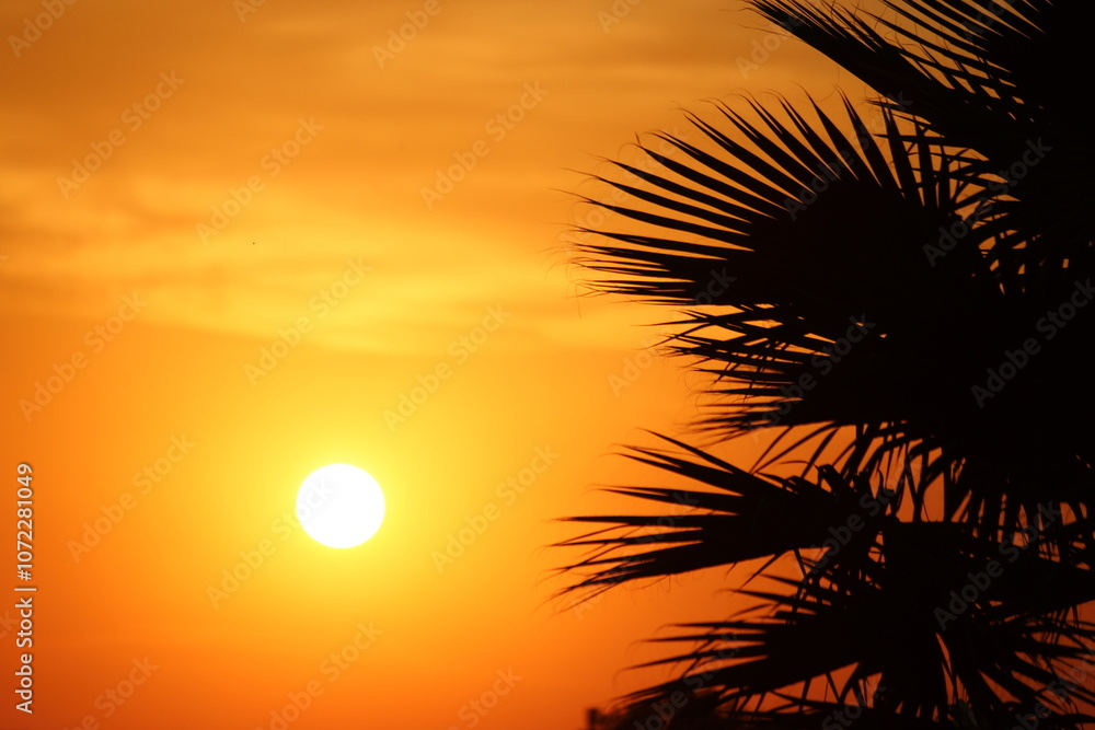 silhouette of plam tree leaves at red sunset silhouette of plam tree leaves at red sunset