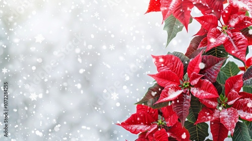 Christmas card with poinsettia flowers