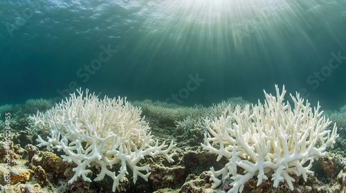 Impact of CO2 on coral reefs, showcasing coral degradation, diverse coral colors, and surrounding affected marine species