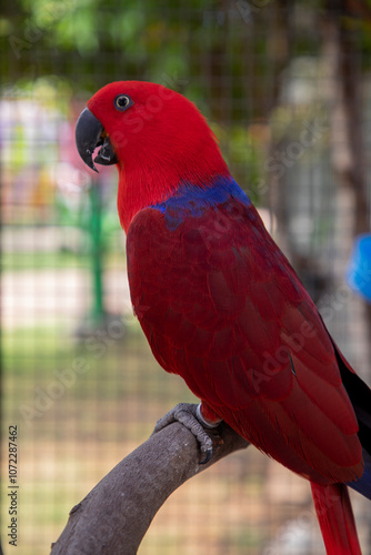 red eclectus parrot standing on a wooden perch. Parrot Biak Eclectus photo