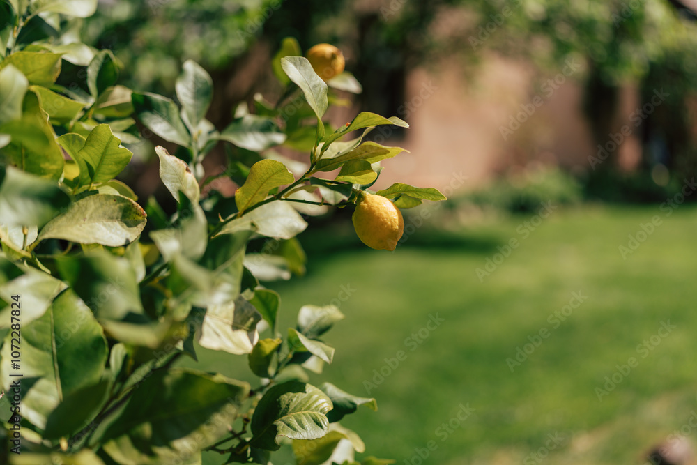 lemon hanging on a lemon true lemon hanging on a lemon true