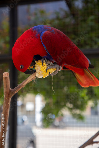 red eclectus parrot eating corn and standing on a tree trunk photo