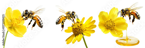 Set of A honey bee flying to a yellow flower and honey isolated on a transparent background