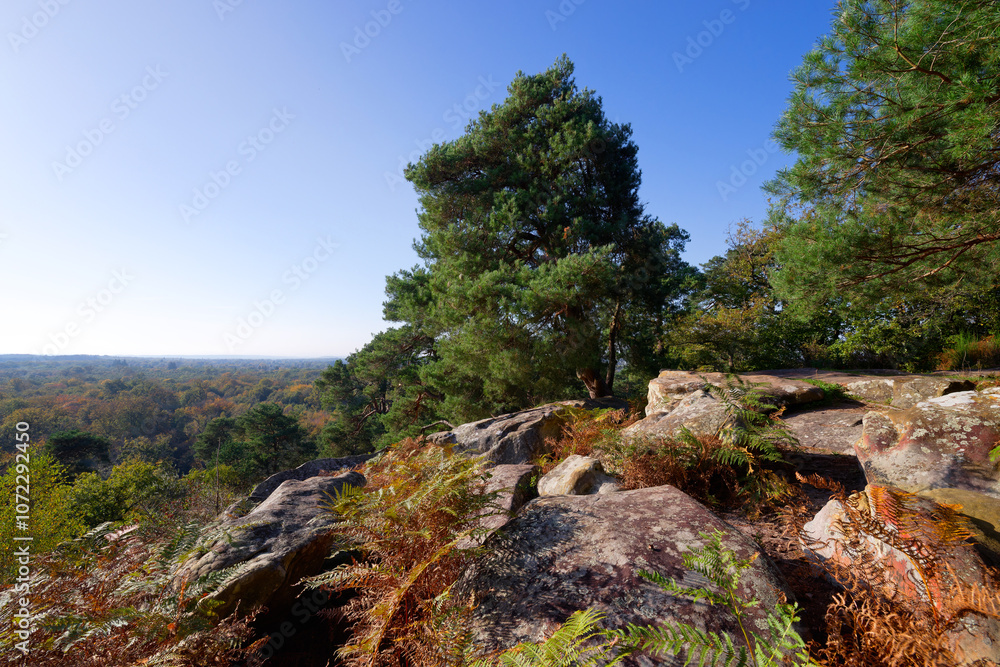 Camp de Chailly point of view in Fontainebleau forest Camp de Chailly point of view in Fontainebleau forest