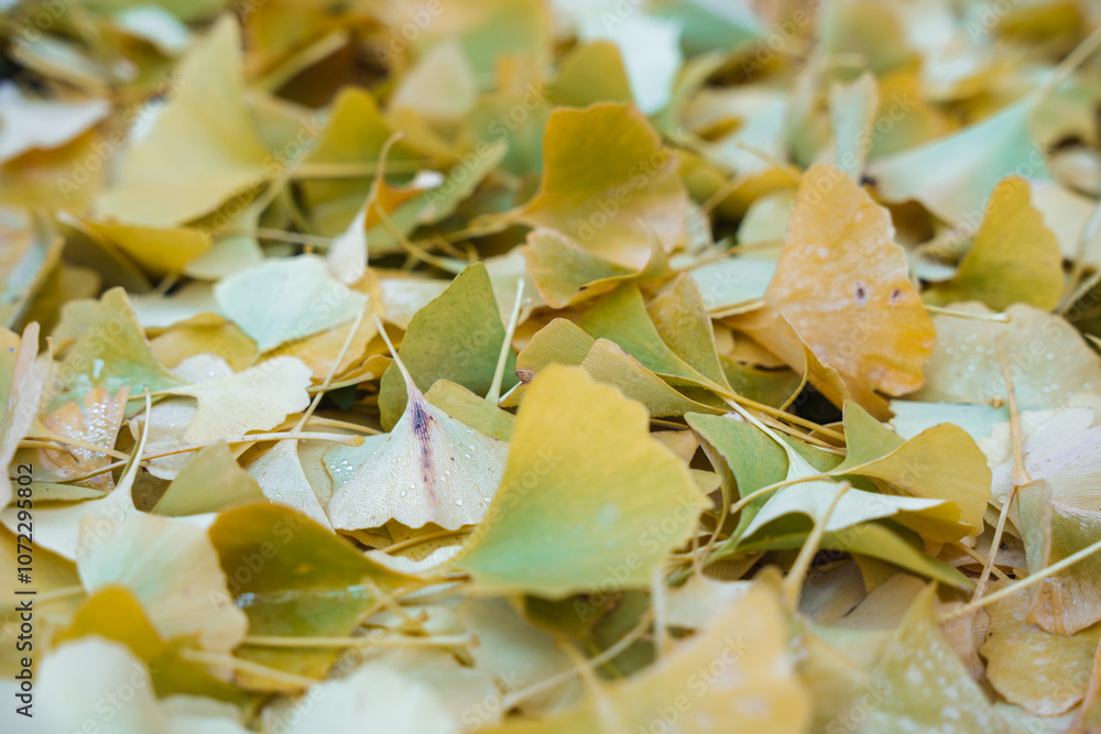 Gingko Herbstlaub Gingko Herbstlaub
