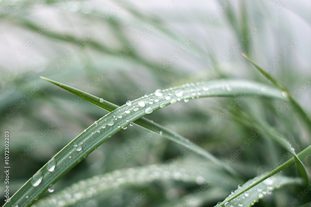 Wet blade of grass with dew drops- desktop background Wet blade of grass with dew drops- desktop background