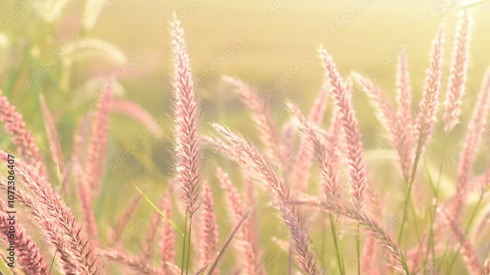 field of tall grass with feathery seed heads. The sunlight creates a warm, golden glow, highlighting the delicate structure of the grass and casting a serene, peaceful ambiance. field of tall grass with feathery seed heads. The sunlight creates a warm, golden glow, highlighting the delicate structure of the grass and casting a serene, peaceful ambiance.