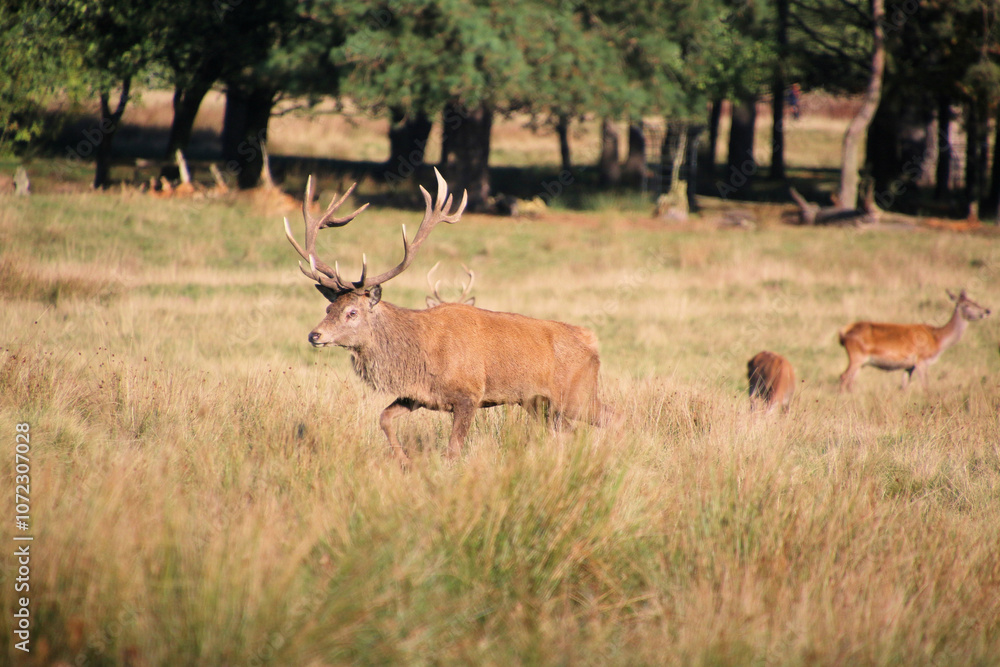deer in the woods deer in the woods