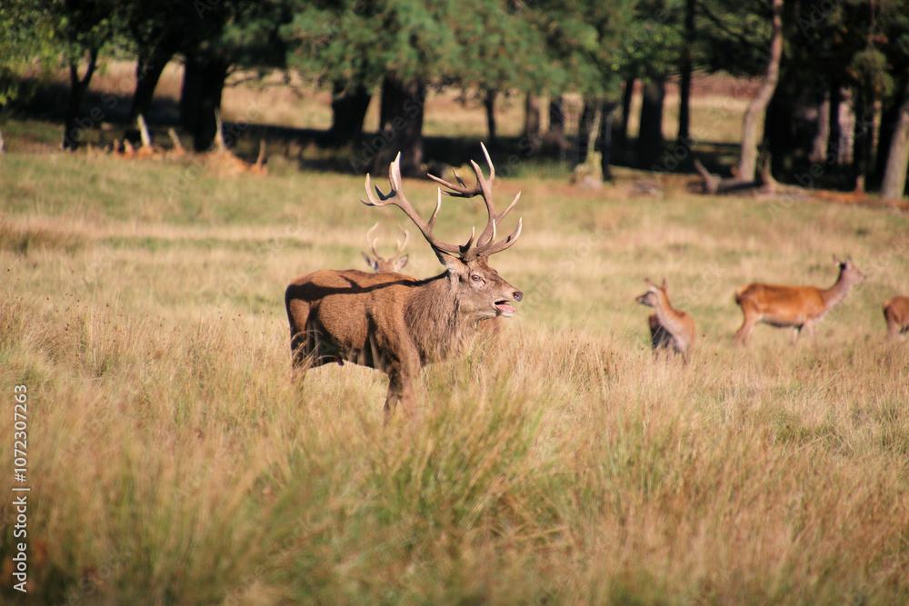 A view of some Red Deer in the countryside on a sunny Autumn day A view of some Red Deer in the countryside on a sunny Autumn day