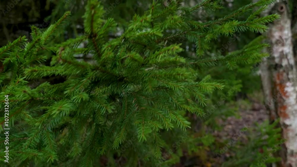 Fir branches are swaying in the wind. Green fir tree branches in the sunlight, close up shot, blurred background. Fir branches are swaying in the wind. Green fir tree branches in the sunlight, close up shot, blurred background.