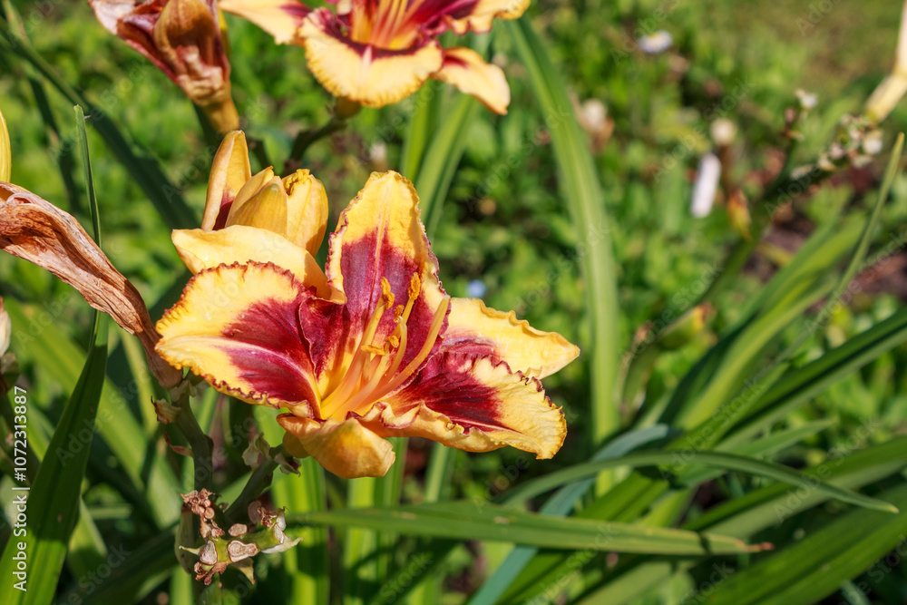 A delicate lily with blossoming petals, decorated with dew, symbolizes the purity and elegance of nature A delicate lily with blossoming petals, decorated with dew, symbolizes the purity and elegance of nature