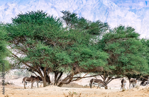 Herd of Onager (Equus hemionus) is semi-domesticated donkey, the species inha...