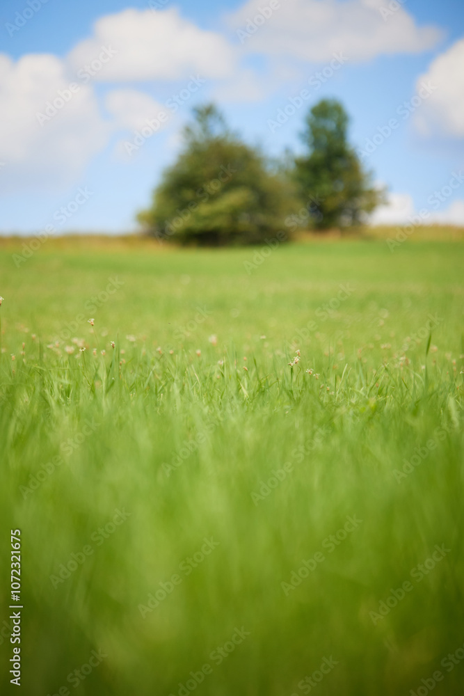 Green Meadow with Trees in Background Green Meadow with Trees in Background