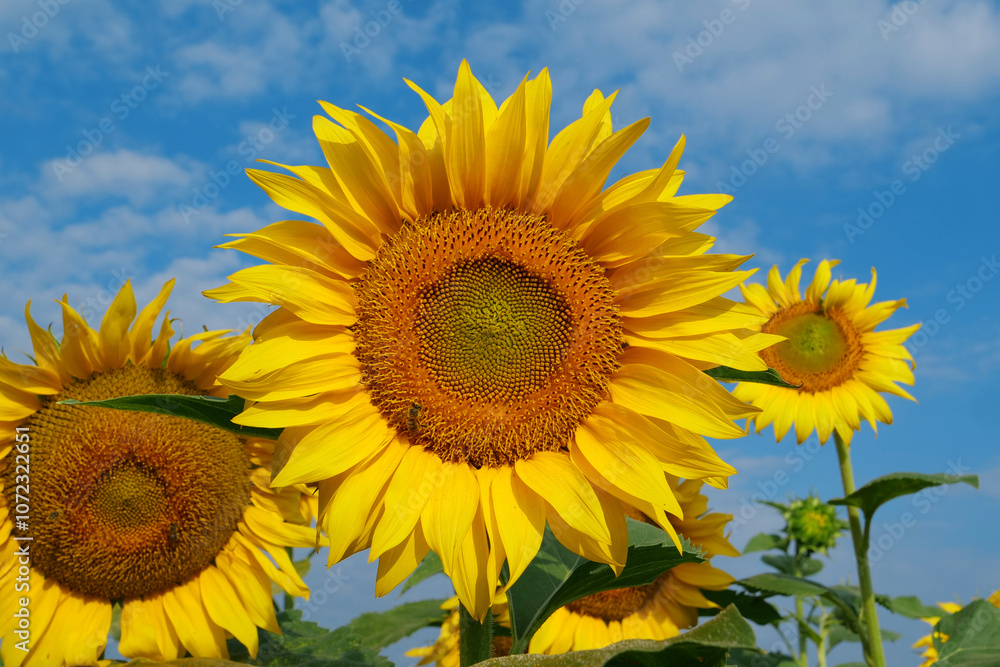 On the field of sunflowers little working bees sits on the sunflower On the field of sunflowers little working bees sits on the sunflower