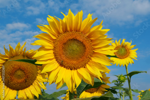 On the field of sunflowers little working bees sits on the sunflower