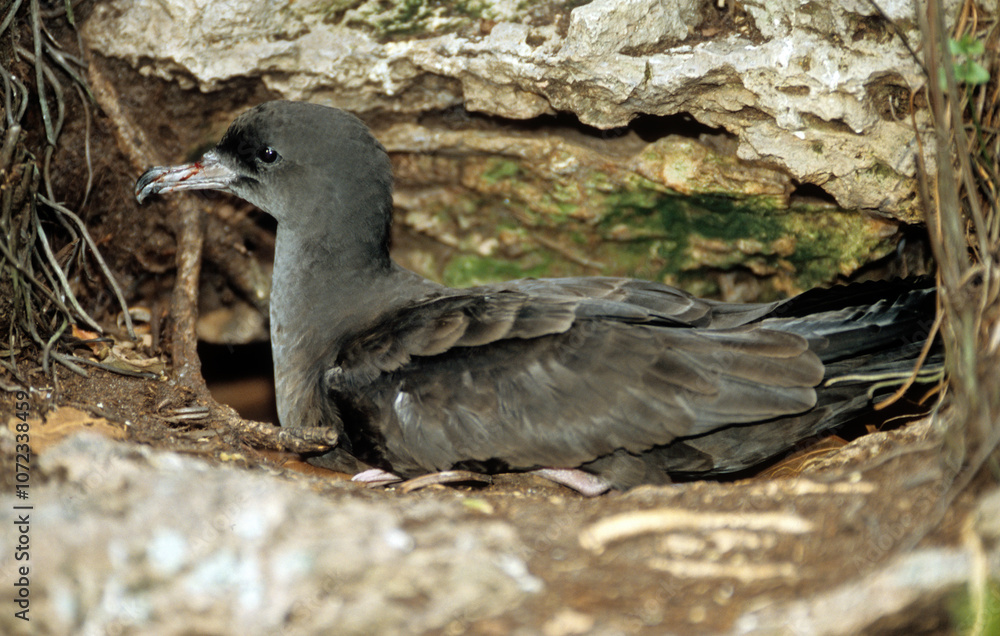 Puffin fouquet, Puffin du Pacifique,.Ardenna pacifica, Wedge tailed Shearwater, Puffinus pacificus, Ile Cousin, Seychelles Puffin fouquet, Puffin du Pacifique,.Ardenna pacifica, Wedge tailed Shearwater, Puffinus pacificus, Ile Cousin, Seychelles
