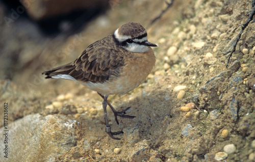 Gravelot à triple collier,.Charadrius tricollaris, Three banded Plover, Parc national Kruger, Afrique du Sud photo