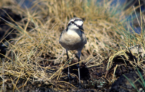 Gravelot à triple collier,.Charadrius tricollaris, Three banded Plover, Parc national Kruger, Afrique du Sud photo