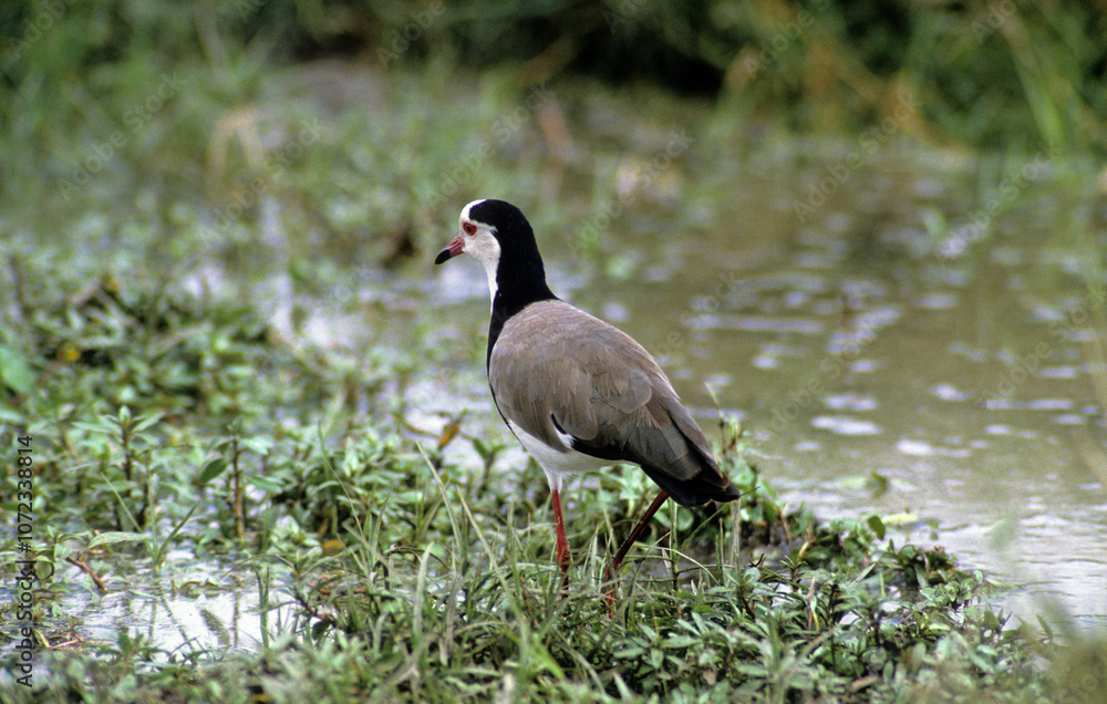 Obraz premium Vanneau à ailes blanches,.Vanellus crassirostris, Long toed Lapwing