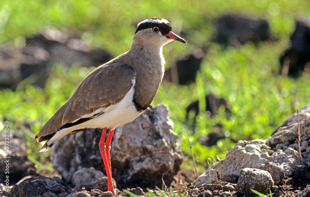 Vanneau couronné,.Vanellus coronatus, Crowned Lapwing, Afrique du Sud Vanneau couronné,.Vanellus coronatus, Crowned Lapwing, Afrique du Sud