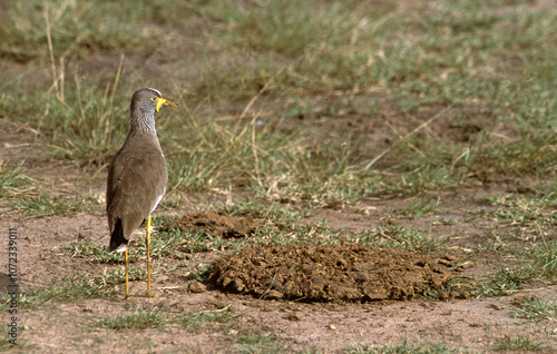 Vanneau du Sénégal,.Vanellus senegallus, African Wattled Lapwing, Parc national Kruger, Afrique du Sud photo