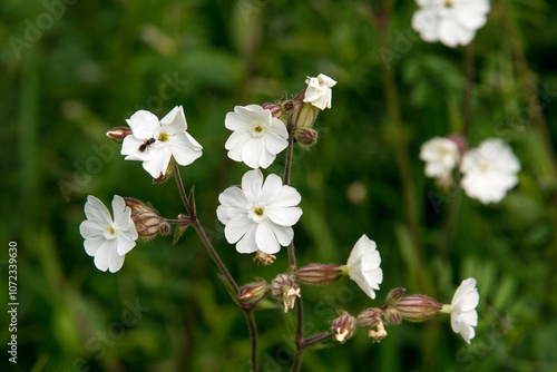 Compagnon blanc, Silene, Silene latifolia photo