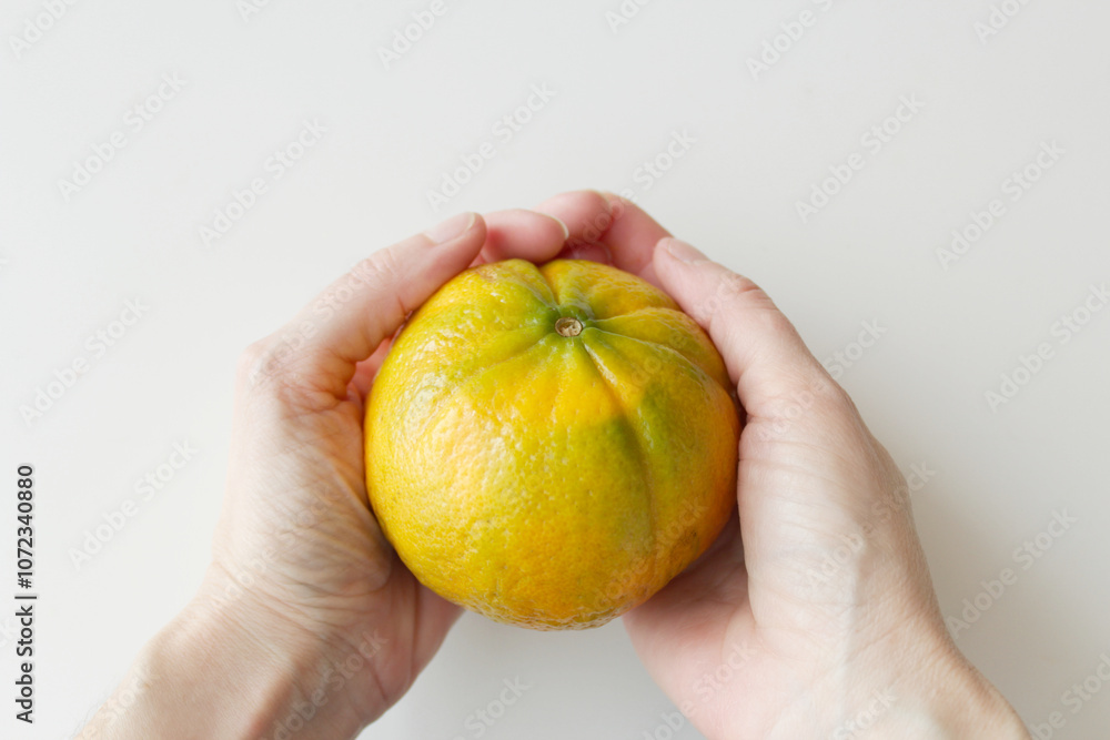 Juicy brazilian hybrid tangerine held by caucasian hands. Tropical citrus orange fruit. Vitamin rich organic meal ingredient. Food safety concept.