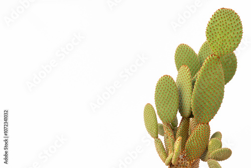 Orange bunny ears cactus isolated on white background with text space photo