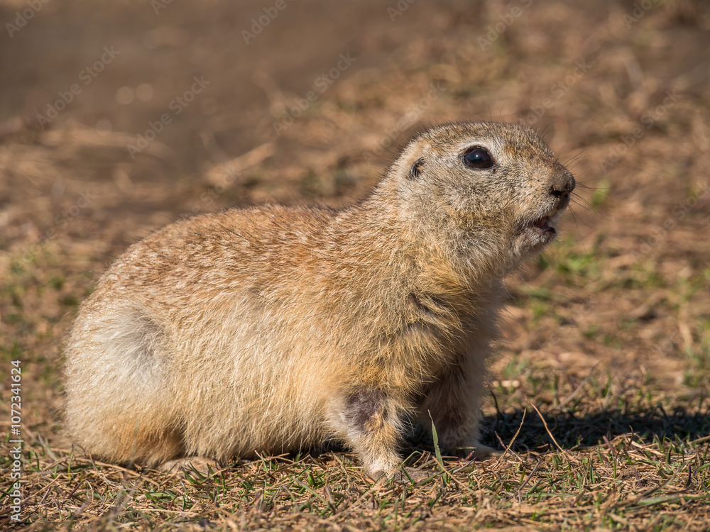Profile portrait of prairie dog, close-up Profile portrait of prairie dog, close-up