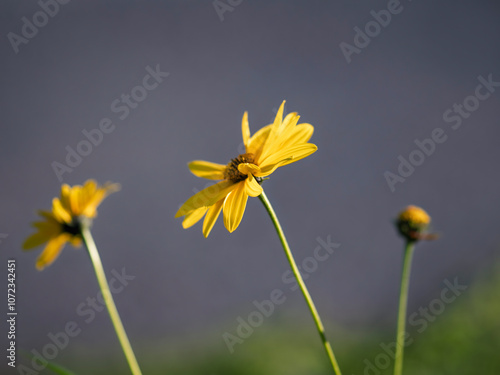 The Jerusalem artichoke,Helianthus tuberosus, sunchoke, wild sunflower, topinambur, earth apple in the family Asteraceae photo