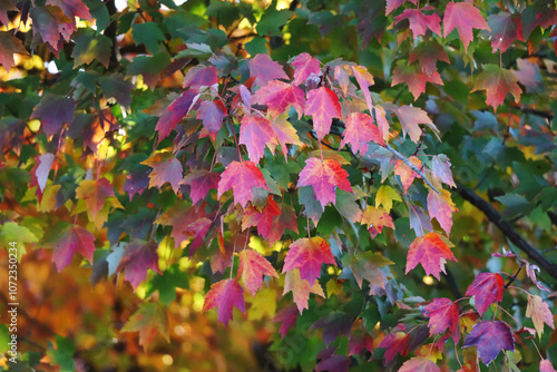 Fall foliage on the farm, October 2024
