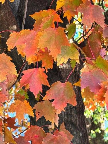 Fall up close, October/November 2024