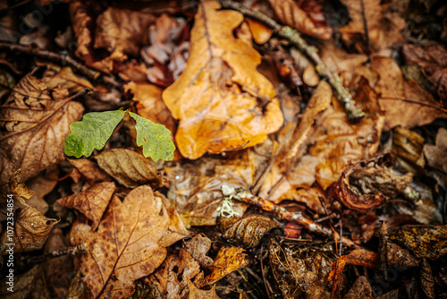 A small, fresh green oak leaf lies on a bed of decaying brown and yellow autumn leaves, creating a striking contrast of life amidst the fallen foliage. Dewdrops add a touch of freshness to the green